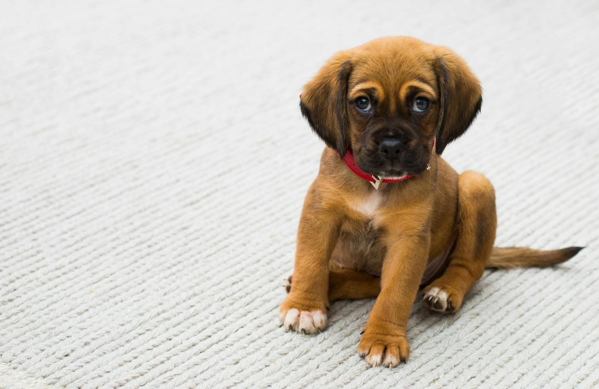 Vet Consultation Prices in Bangor