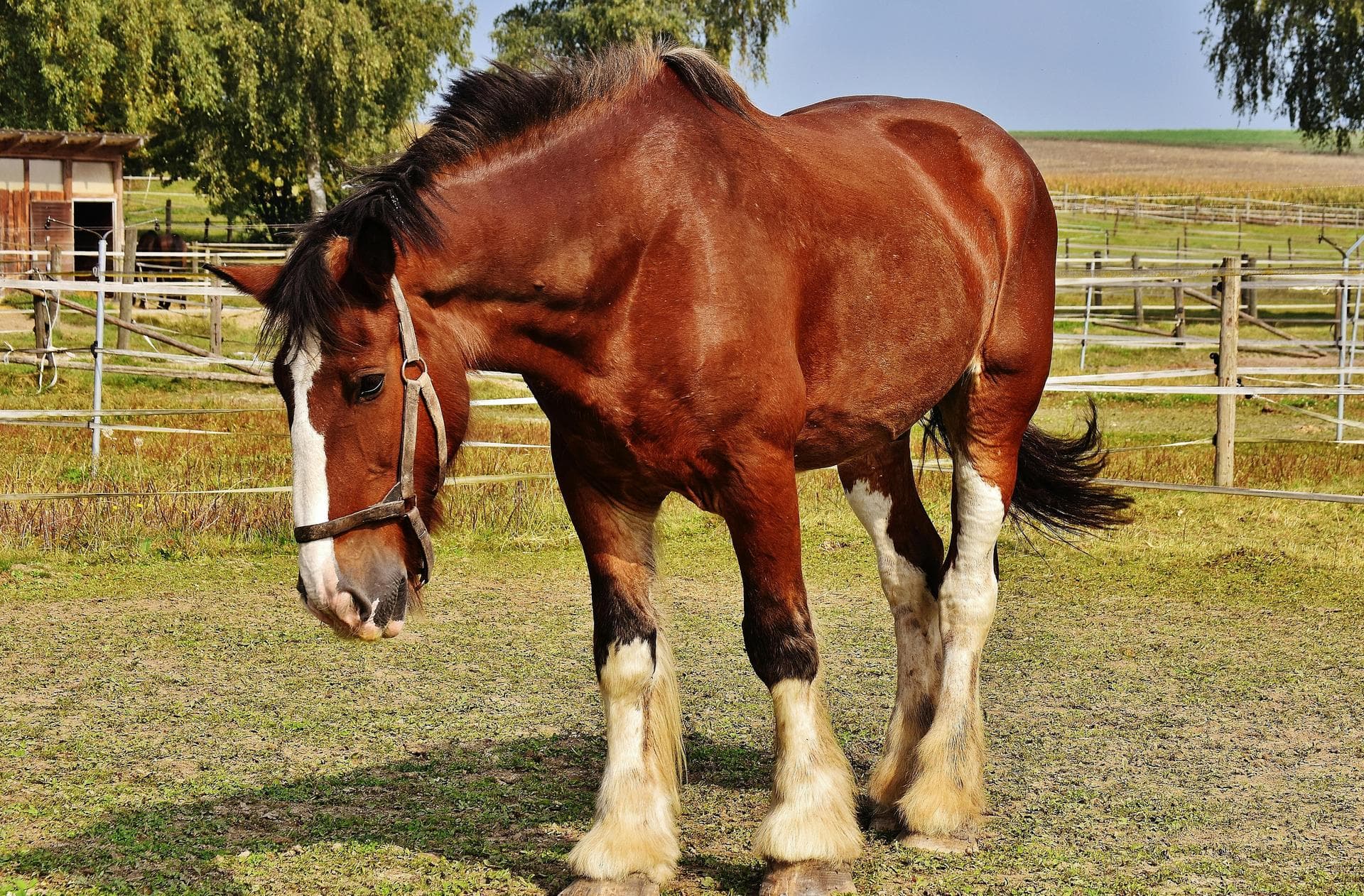 Farm & Large-Animal Vets near Bangor