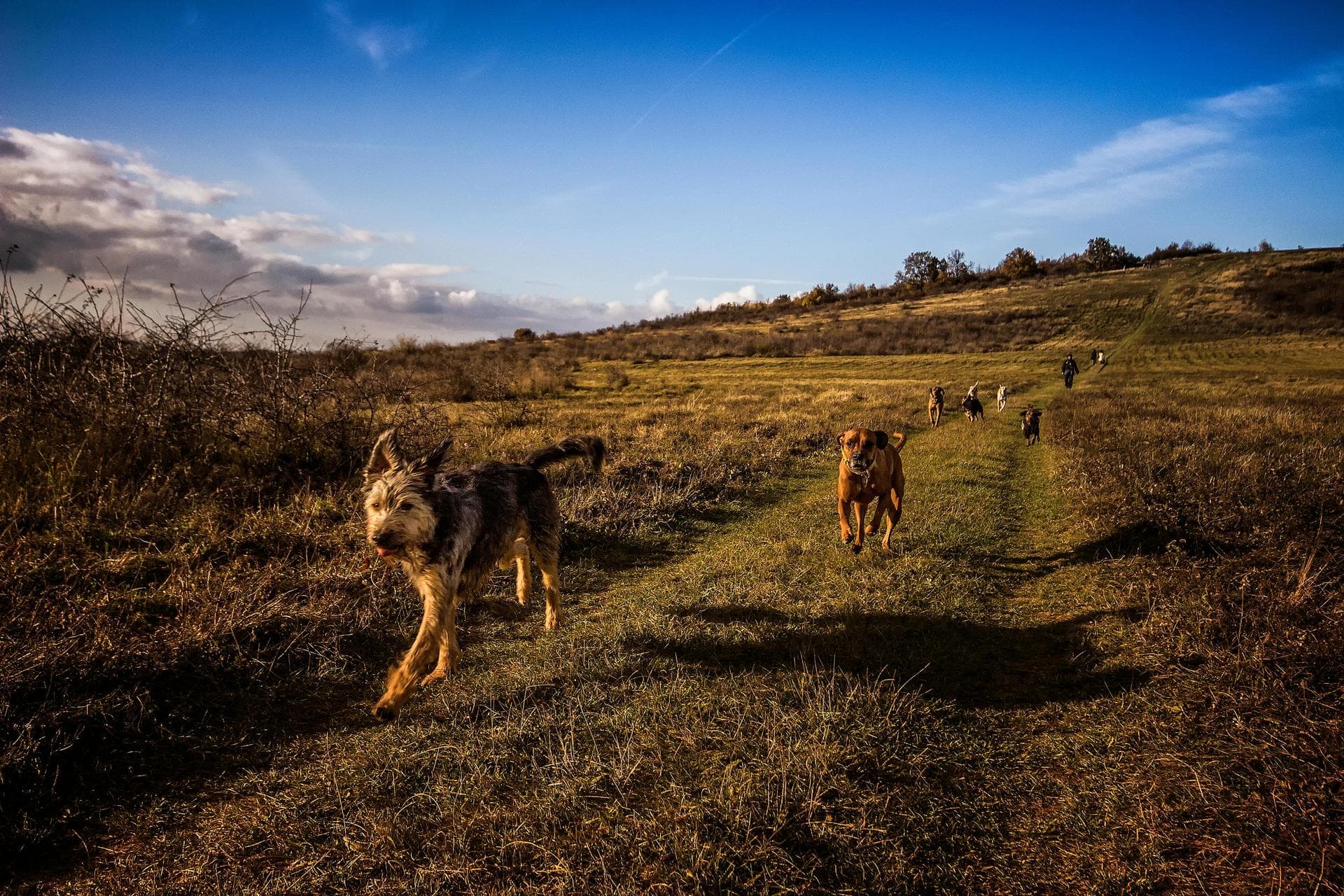 Kennel Cough Vaccine Prices in Bangor