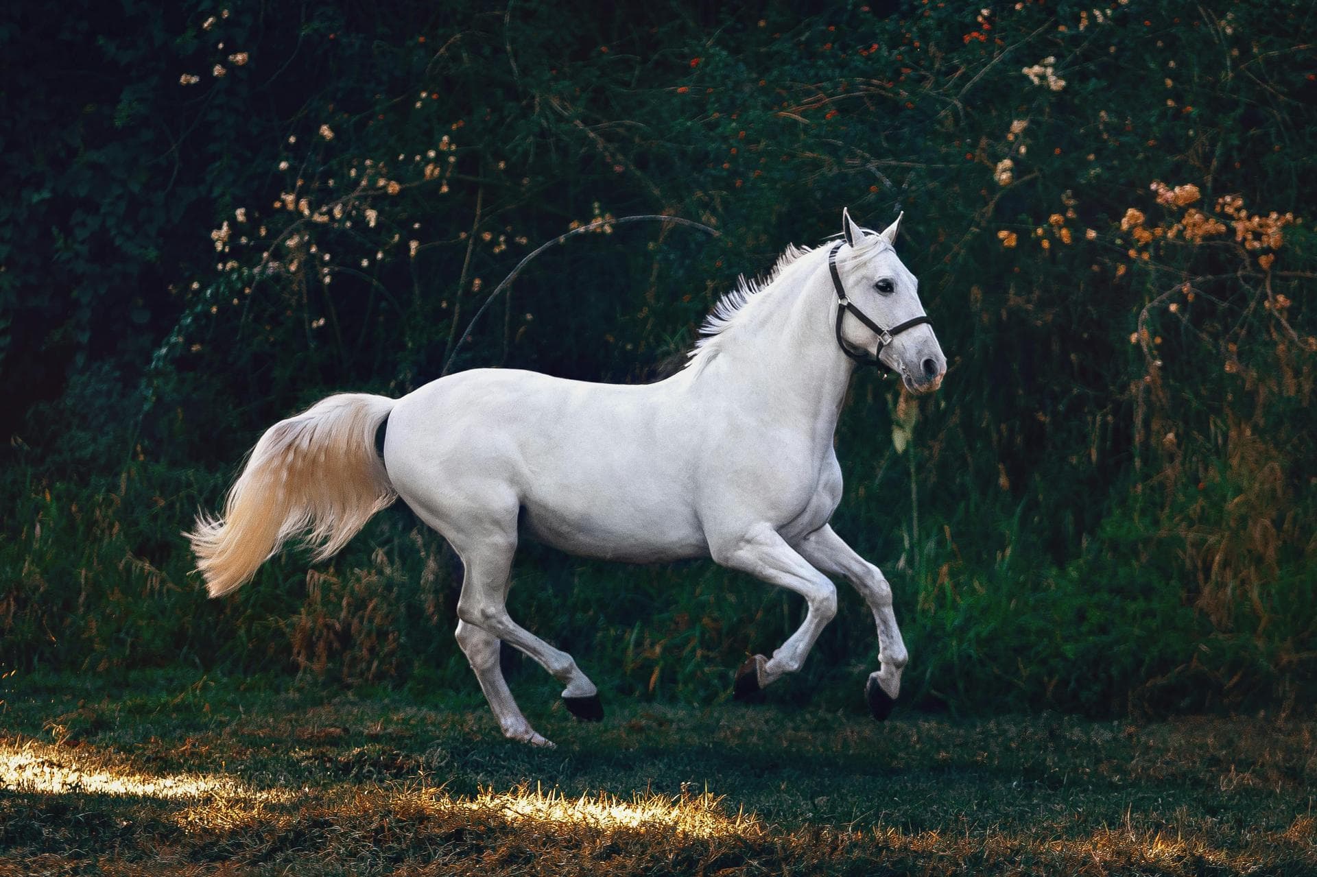 Annual Vaccination Booster Prices in Bangor